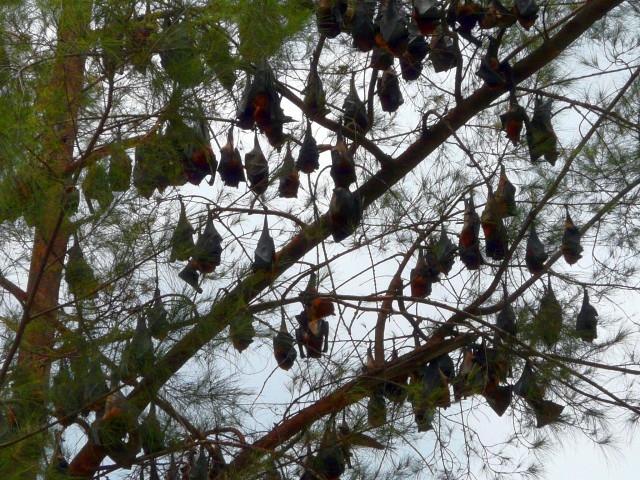 Flying Foxes